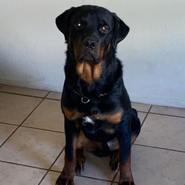 Marley - Rottweiler