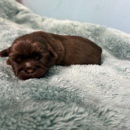 Love - Chocolate female Shih Tzu puppy in Hawthorne, Florida from Simply Southern Shihtzus