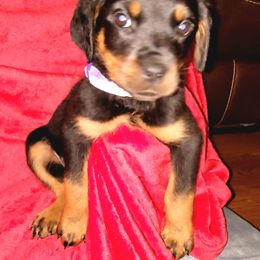 Rottweiler Puppies from Von Haus of Pearl