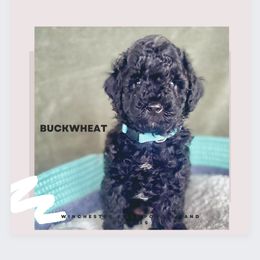 Goldendoodle and Poodle Puppies from Winchester Hills Poodles and Doodles