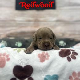 Redwood - Silver male Dilute Retriever puppy in Forest City, Iowa from Helm Labs