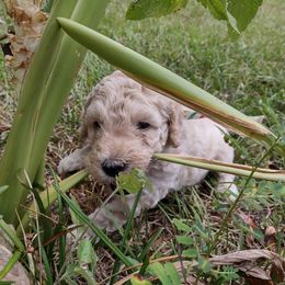 Goldendoodle Puppies from Bee At Ease Farm & Kennel