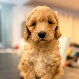 Rune - Apricot male Goldendoodle puppy in Macclenny, Florida from Baker County Goldendoodles