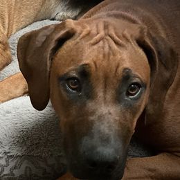 Xena - Rhodesian Ridgeback