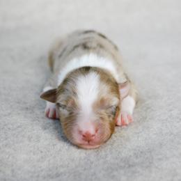 Buck - Red merle male Australian Shepherd puppy in Aberdeen, North Carolina from Huckleberry Hill Aussies LLC.