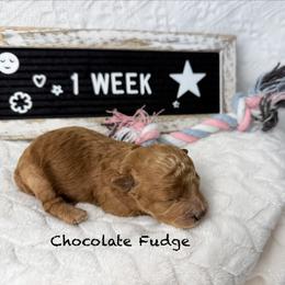 Chocolate Fudge - Red  female Poodle puppy in Florida from Adorable Toy-Miniature Poodles