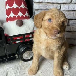 Luna - Red female Aussiedoodle puppy in Mocksville, North Carolina from Hunting Creek Farm & Kennel