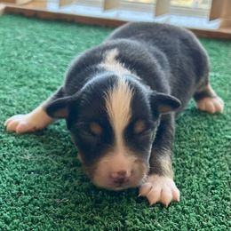 (Mister) Saturday Night Special - Black tri-color male Australian Shepherd puppy in Alamogordo, New Mexico from Two Nichols Aussies
