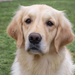 Honey - Golden Retriever