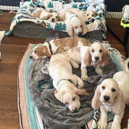 Basset Hound Puppies from Deez Bassets