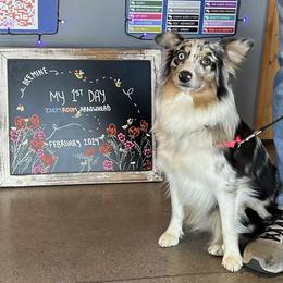 Brooke - Australian Shepherd