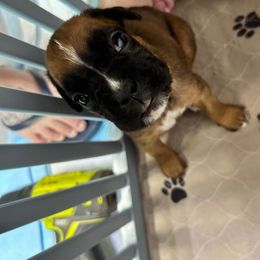 Kepner - Fawn female Boxer puppy in Concord, New Hampshire from Mountain View Boxers
