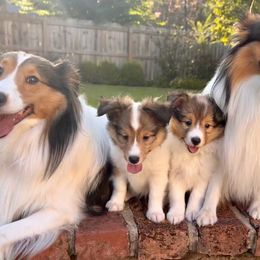 Shetland Sheepdog All Grown Up from Huckleberry Farms Shelties