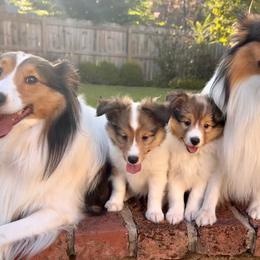 Shetland Sheepdog All Grown Up from Huckleberry Farms Shelties