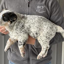 Jessi - Male 3 - Blue male Australian Cattle Dog puppy in Jefferson, South Carolina from Blue Creek Farms