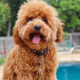 Knox - Goldendoodle