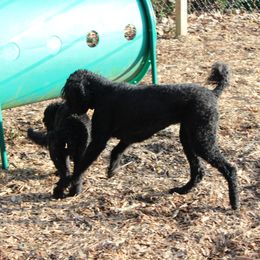 Poodle Puppies from Simply Standard Poodles