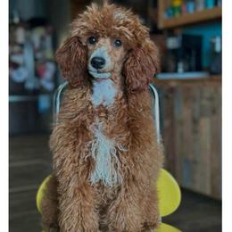 Poppy - Poodle