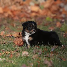 Luna - Black tri female Miniature American Shepherd puppy in Valparaiso, Indiana from Wigglebutt