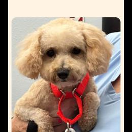 Cavapoo, Maltese, and Maltipoo All Grown Up from Carolina Canines