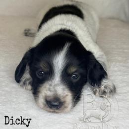 Dicky - Piebald male Dachshund puppy in Lexington, Oklahoma from BooneDox Miniature Dachshunds