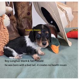 Kinker - Black male Dachshund puppy in Cedar City, Utah from Country Doxies