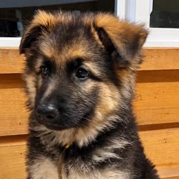 Boy 1 - Black and tan male German Shepherd puppy in Allentown, Pennsylvania from VMH Shepherds