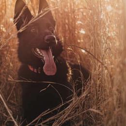 German Shepherd All Grown Up from Lifelong K9