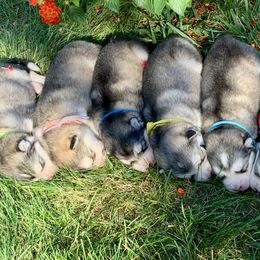 Alaskan Malamute puppies from Illusion Kennel