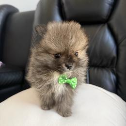 Bean - Black parti male Pomeranian puppy in Randleman, North Carolina from Luxurious Poms
