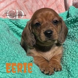 Eerie - Dapple female Dachshund puppy in Huntington, Texas from Camacho_Dachshunds