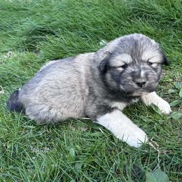 Puppy ID 36264 - White and gray male Great Pyrenees puppy in Leicester, North Carolina from Randall Glen Pyrenees