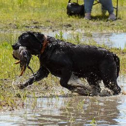 Sticky - Labrador Retriever
