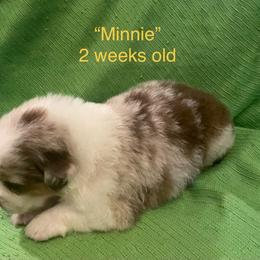 Minnie - Red merle female Australian Shepherd puppy in Hammond, Louisiana from Gold Ring Australian Shepherds