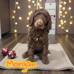 Morgan - Cafe au lait female Poodle puppy in Port Orange, Florida from Daytona’s Standard Poodles