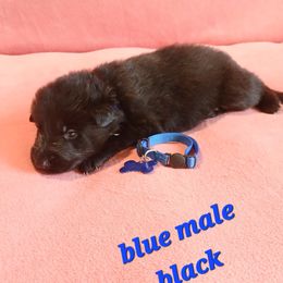 Blue Male collar Black - German Shepherd puppy from TiPi S Ranch's German Shepherds