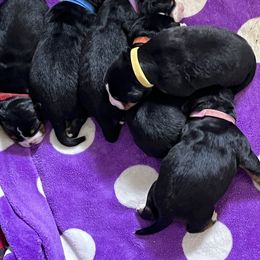 Bernese Mountain Dog puppies from Foggy Mountain Berners
