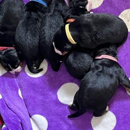 Bernese Mountain Dog puppies from Foggy Mountain Berners