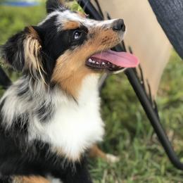 Miniature Australian Shepherd and Toy Australian Shepherd All Grown Up from Rolling Ridge Farms