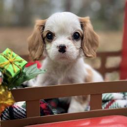 Cavalier King Charles Spaniels from Toledo Bend Cavaliers