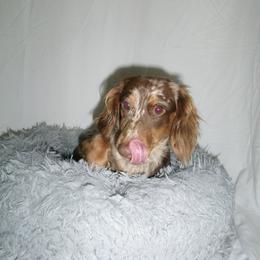 Cash - Dachshund