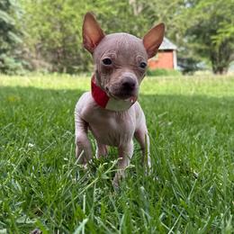 Hubert - White and chocolate male American Hairless Terrier puppy in Buckingham, Illinois from Gaus Hof