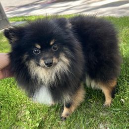Pomeranians from FluffLaPuff