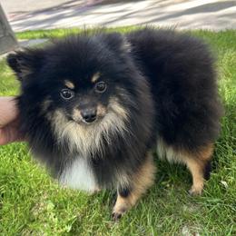 Pomeranians from FluffLaPuff