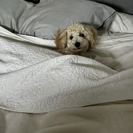 Goldendoodle Puppies from Proctor’s Petite Goldendoodles