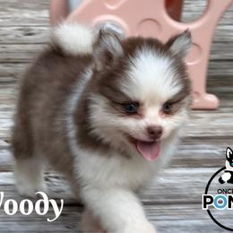 Woody - Red and white male Pomsky puppy in Eastman, Georgia from Once Upon A Pomsky