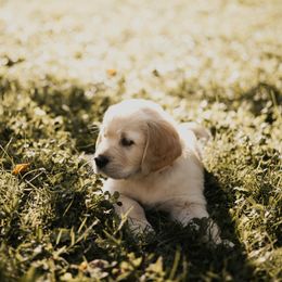 Golden Retriever Puppies from Rosemary Goldens