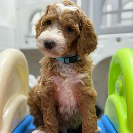 Yarrow- Blue collar male - Red  male Goldendoodle puppy in Yuciapa, California from AlltheDoodlez_