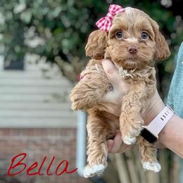 Bella - Buff female Cockapoo puppy in Mocksville, North Carolina from Little Bear Doodles