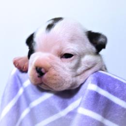 Baby Boy 5 - Black brindle and white male Boston Terrier puppy in Kingsport, Tennessee from Sleepwalker Bostons